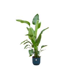 Combi Deal: Strelitzia Nicolai Kamerplant inclusief elho Vibes Fold Round blauw - Hoogte 160cm - Ø30cm