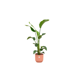 Combi Deal: Strelitzia Nicolai Kamerplant inclusief elho Vibes Fold Round roze - Hoogte 100cm - Ø22cm