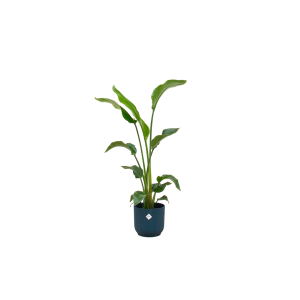 Combi Deal: Strelitzia Nicolai Kamerplant inclusief elho Vibes Fold Round blauw - Hoogte 100cm - Ø22cm