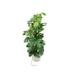 Combi Deal: Monstera Pertusum XL Kamerplant inclusief elho Vibes Fold Round wit - Hoogte 150cm - Ø30cm