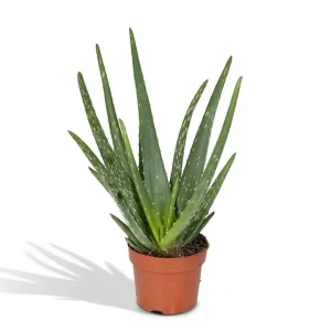 Aloe vera Kamerplant – Hoogte 40cm – Ø12cm