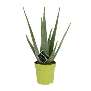 Aloe Vera Kamerplant – Hoogte 45cm – Ø12cm