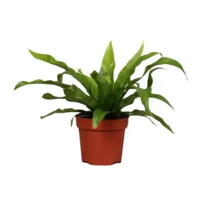Asplenium Antiquum Kamerplant – Hoogte 25cm – Ø12cm