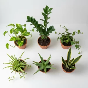 Beginners Plantenbox