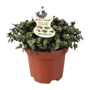 Calissia Repens Kamerplant – Hoogte 17cm – Ø12cm