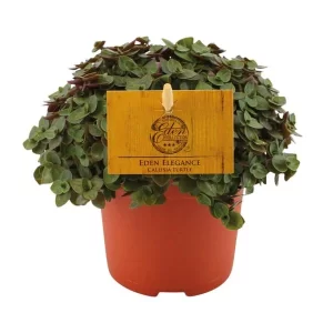 Callisia Turtle - Ø10,5 ↕15 Kamerplant