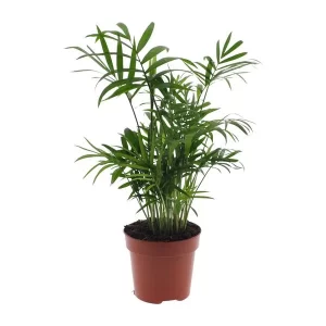 Chamaedorea Elegans - Mexicaanse Bergpalm Kamerplant – Hoogte 40cm – Ø12cm