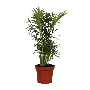 Chamaedorea Elegans Kamerplant – Hoogte 40cm – Ø12cm