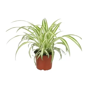 Chlorophytum Kamerplant – Hoogte 25cm – Ø12cm