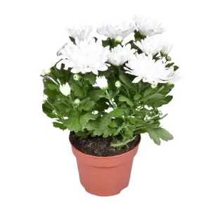 Chrysanthemum Brave Kamerplant – Hoogte 26cm – Ø12cm