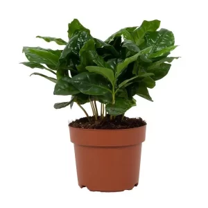 Coffea Arabica 12cm Kamerplant – Hoogte 22cm – Ø12cm