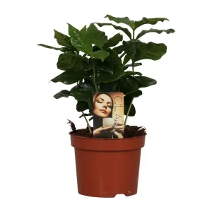 Coffea Arabica Kamerplant – Hoogte 25cm – Ø12cm