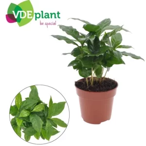 Coffea Arabica Kamerplant – Hoogte 30cm – Ø12cm