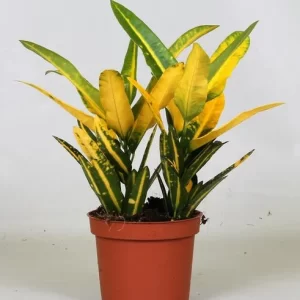 Croton Sunny Star Kamerplant – Hoogte 30cm – Ø12cm