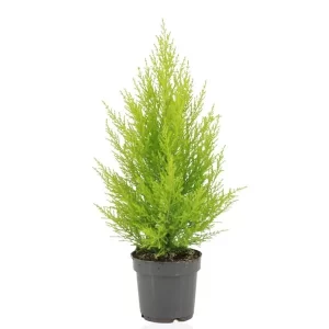 Cupressus Macrocarpa Goldcrest Wilma Kamerplant – Hoogte 55cm – Ø14cm