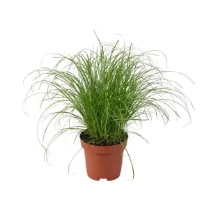 Cyperus Alternifolius Zumula Kamerplant – Hoogte 28cm – Ø12cm