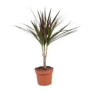 Dracaena Magenta Kamerplant – Hoogte 50cm – Ø12cm