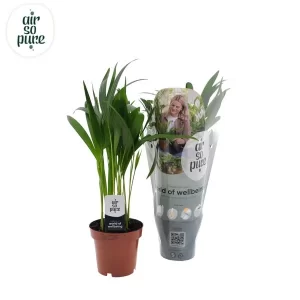 Dypsis Lutescens Kamerplant – Hoogte 40cm – Ø12cm