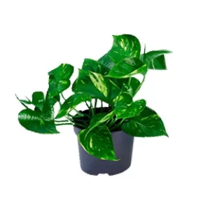Epipremnum Aureum Kamerplant – Hoogte 20cm – Ø12cm