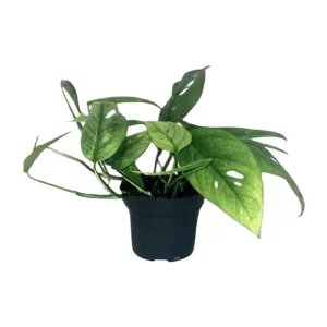 Epipremnum Cebu Blue Kamerplant – Hoogte 20cm – Ø12cm