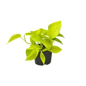 Epipremnum Golden Pothos - Scindapsus - Ø12 Kamerplant – Hoogte 15cm