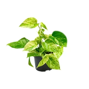 Epipremnum Marble Queen - Scindapsus Kamerplant – Hoogte 25cm – Ø15cm