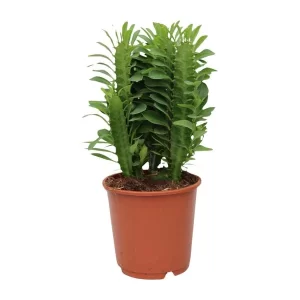 Euphorbia Trigona Kamerplant – Hoogte 40cm – Ø12cm
