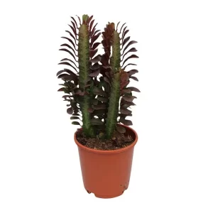 Euphorbia Trigona Rubra Kamerplant – Hoogte 40cm – Ø12cm