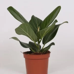 Ficus Bengalensis Kamerplant – Hoogte 25cm – Ø12cm