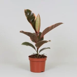 Ficus Elastica Belize Kamerplant – Hoogte 30cm – Ø12cm