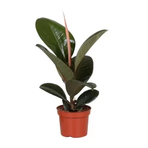 Ficus Elastica Robusta Kamerplant – Hoogte 35cm – Ø12cm
