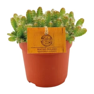 Hylocereus Undatus Kamerplant – Hoogte 15cm – Ø11cm