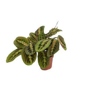 Maranta Fascinator (Pijlwortel) Kamerplant – Hoogte 20cm – Ø12cm