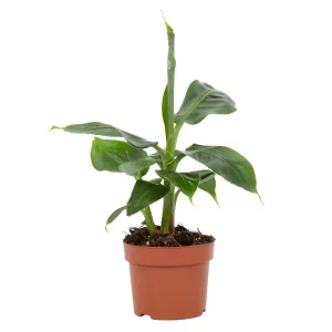 Musa Tropicana 12cm Kamerplant – Hoogte 27cm – Ø12cm