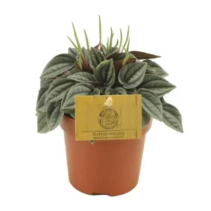 Peperomia Napoli Nights - Ø10,5cm Kamerplant – Hoogte 15cm
