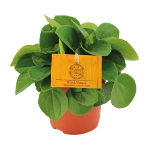 Peperomia Rana Verde Kamerplant – Hoogte 15cm – Ø11cm
