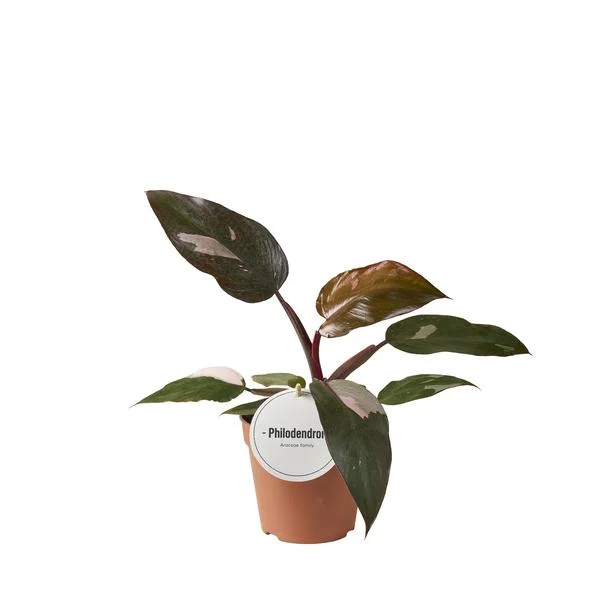 philodendron-burgundy-princess-ø12cm-25cm