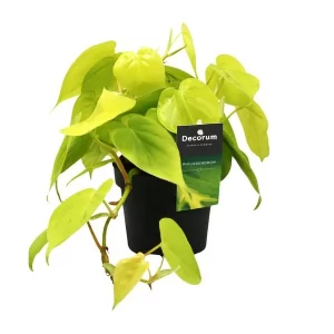Philodendron Lime Kamerplant – Hoogte 20cm – Ø12cm