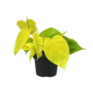 Philodendron Lime Kamerplant – Hoogte 20cm – Ø12cm