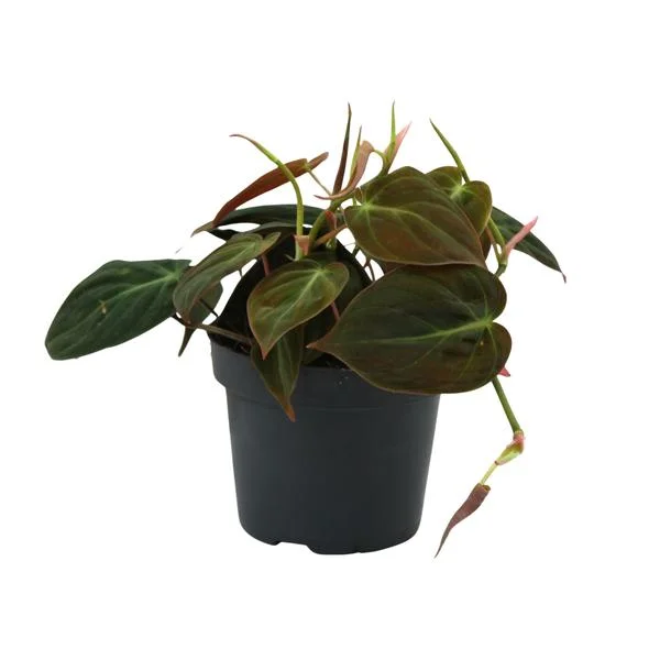 philodendron-micans-ø12cm-15cm-1