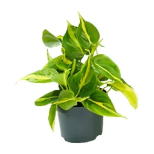 Philodendron Scandens Brasil Kamerplant – Hoogte 15cm – Ø12cm