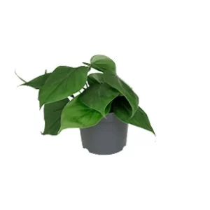 Philodendron Scandens Kamerplant – Hoogte 15cm – Ø12cm