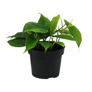 Philodendron Scandens Kamerplant – Hoogte 20cm – Ø12cm