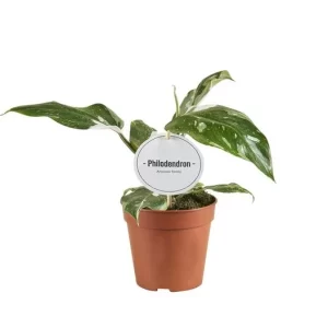 Philodendron White Princess B Grade Kamerplant – Hoogte 30cm – Ø12cm