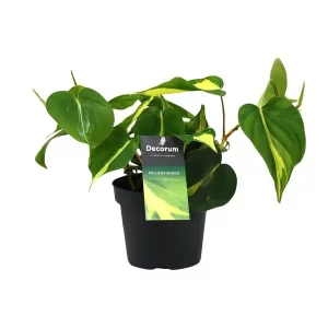 Philondendron Brasil Scandens Kamerplant – Hoogte 20cm – Ø12cm