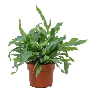 Phlebodium Blue Star 12cm Kamerplant – Hoogte 32cm – Ø12cm