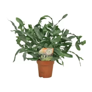 Phlebodium Blue Star Kamerplant – Hoogte 35cm – Ø12cm