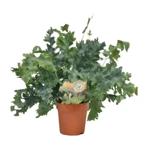Phlebodium Davana Kamerplant – Hoogte 35cm – Ø12cm