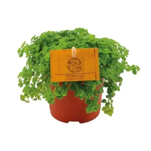 Pilea Depressa - Ø10,5cm Kamerplant – Hoogte 15cm