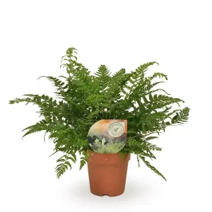 Polystichum Tsussimense / Athyrium Kamerplant – Hoogte 30cm – Ø12cm